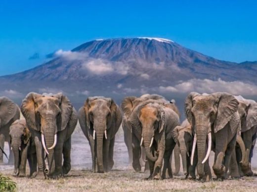 Amboseli-national-park-750×450