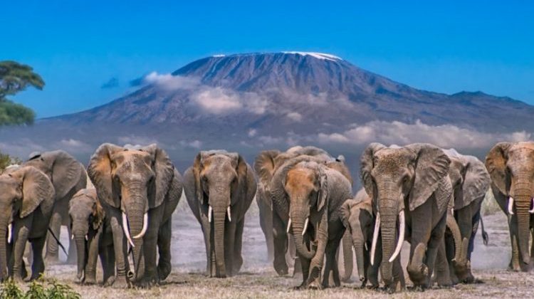 Amboseli-national-park-750×450