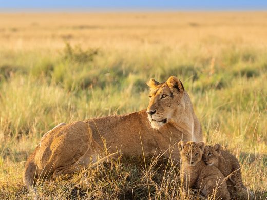 Golden mornings and gentle beginningsBathed in the first light, the lioness and her cubs share q (1)