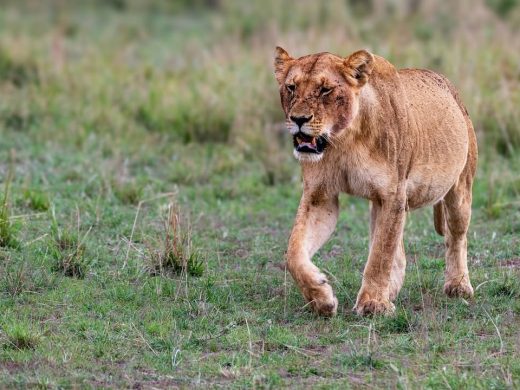 #Lioness from Look Out pride looking for another hunt immediately after eating a zebra. Opportun