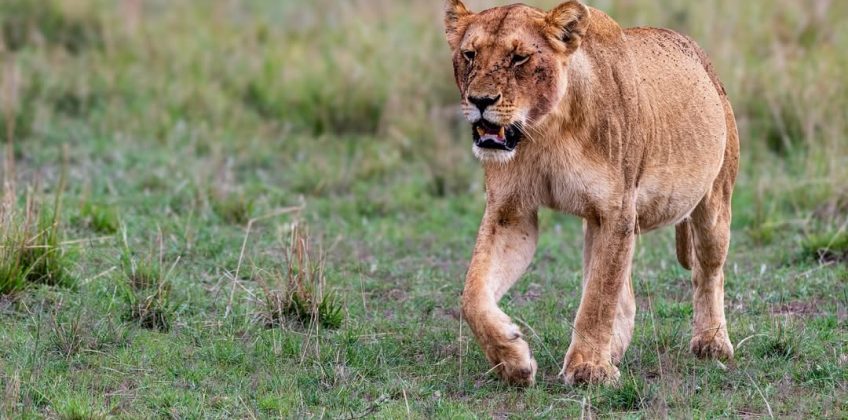 #Lioness from Look Out pride looking for another hunt immediately after eating a zebra. Opportun