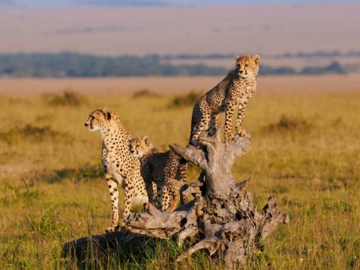 Mara-cheetahs-850×540