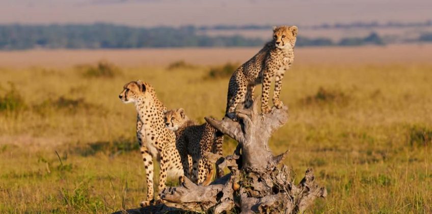 Mara-cheetahs-850×540