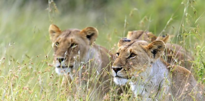 Mara-lions-850×540