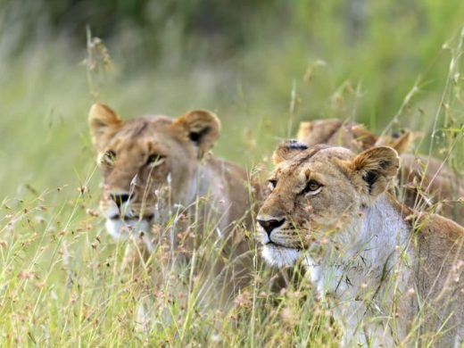Mara-lions-850×540