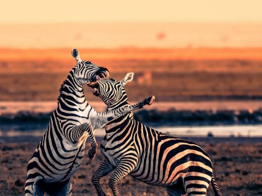 Photo by @rballphoto