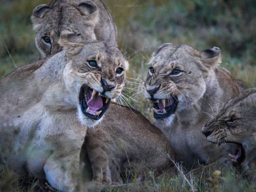 Sinister Laugh😈#kenya #nairobian #tembeakenya #igkenya #igersnairobi #seekenya #visitkenya #lov