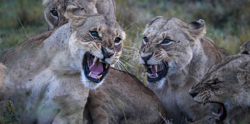 Sinister Laugh😈#kenya #nairobian #tembeakenya #igkenya #igersnairobi #seekenya #visitkenya #lov
