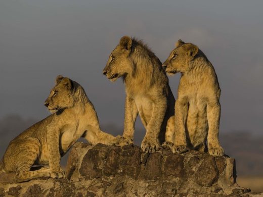 #nairobinationalpark #nairobian #tembeakenya #igkenya #igersnairobi #seekenya #visitkenya #loves