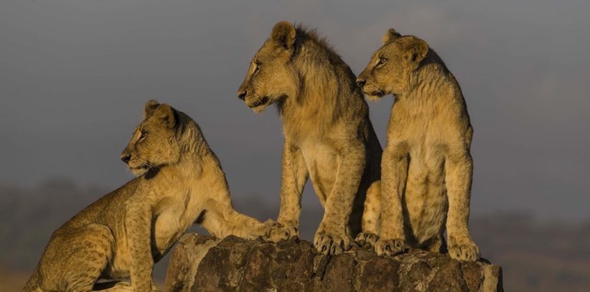 #nairobinationalpark #nairobian #tembeakenya #igkenya #igersnairobi #seekenya #visitkenya #loves