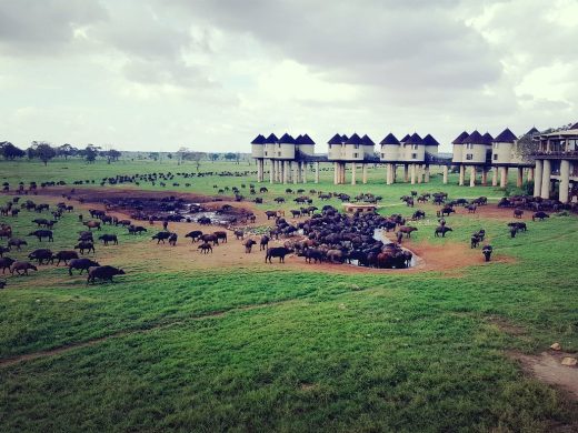 salt-lick-safari-lodge (1)