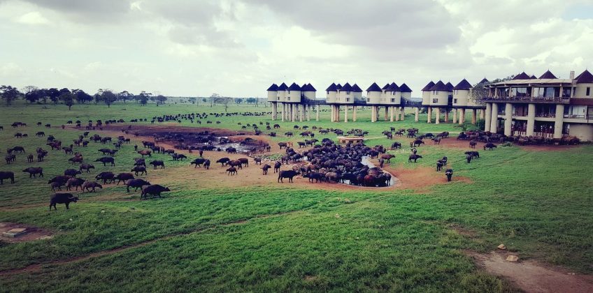 salt-lick-safari-lodge (1)