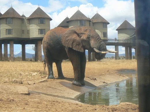 sarova-salt-lick-game