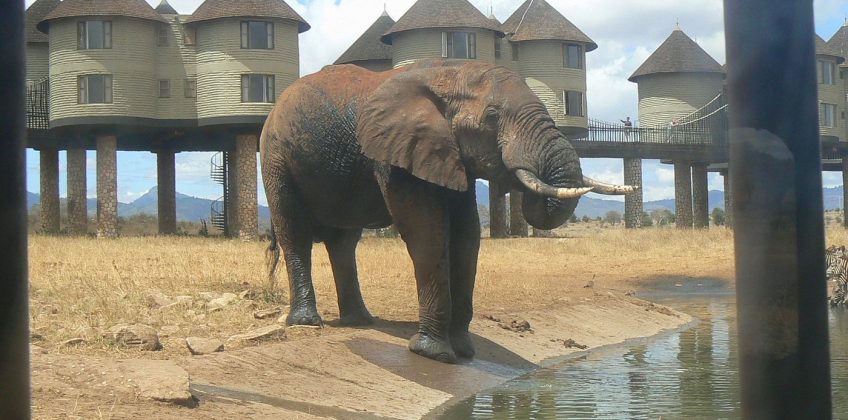 sarova-salt-lick-game