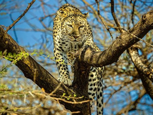 ‘Why walk the savanna when you can rule from above ’ – Leopards are arguably the most beautiful