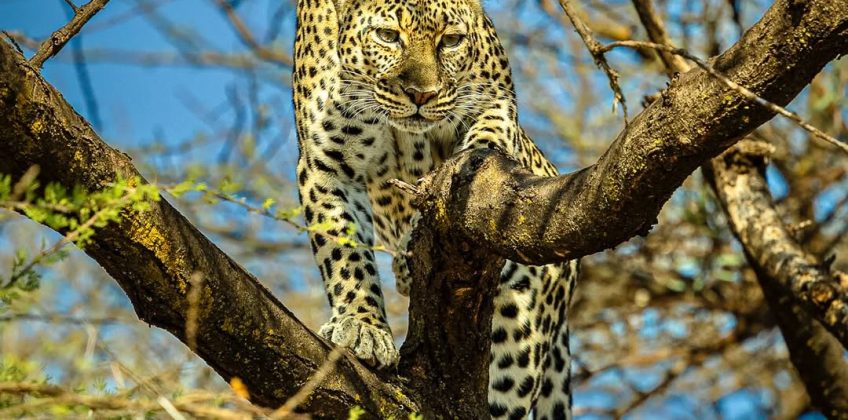 ‘Why walk the savanna when you can rule from above ’ – Leopards are arguably the most beautiful