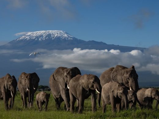Iconic views of Mount KilimanjaroAmboseli offers one of the most breathtaking safari backdrops i