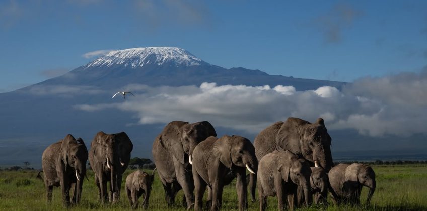 Iconic views of Mount KilimanjaroAmboseli offers one of the most breathtaking safari backdrops i