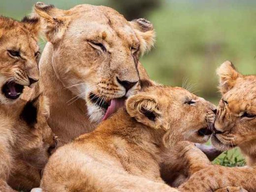 Masai_Mara_National_Reserve_082@2x